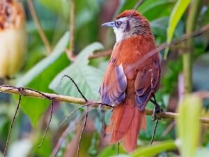 birds on the inca trail to machu picchu by andean great treks