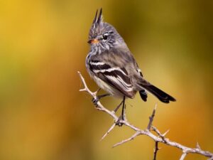 birds on the inca trail to machu picchu by andean great treks