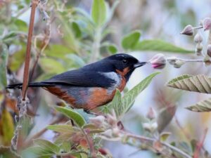 birds on the inca trail to machu picchu by andean great treks