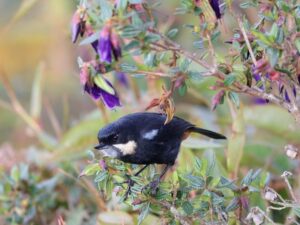 birds on the inca trail to machu picchu by andean great treks