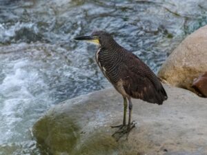 birds on the inca trail to machu picchu by andean great treks