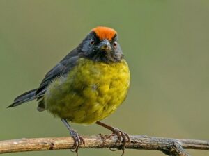 birds on the inca trail to machu picchu by andean great treks