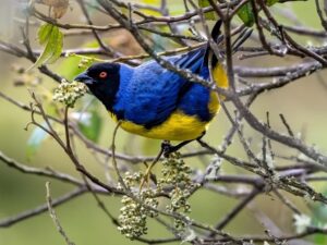 birds on the inca trail to machu picchu by andean great treks