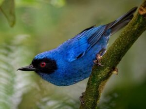 birds on the inca trail to machu picchu by andean great treks