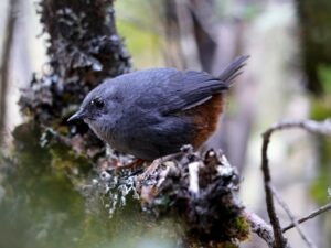 birds on the inca trail to machu picchu by andean great treks