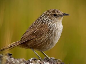 birds on the inca trail to machu picchu by andean great treks
