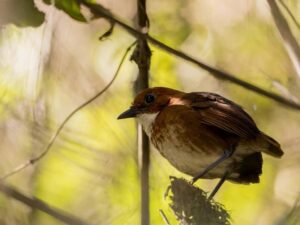 birds on the inca trail to machu picchu by andean great treks