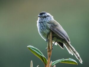 birds on the inca trail to machu picchu by andean great treks