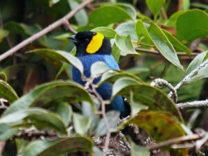 birds on the inca trail to machu picchu by andean great treks