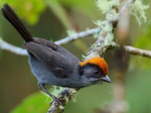 birds on the inca trail to machu picchu by andean great treks