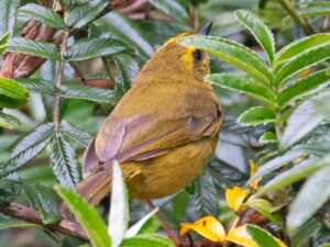 birds on the inca trail to machu picchu by andean great treks