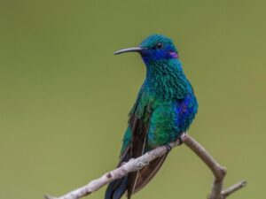 birds on the inca trail to machu picchu by andean great treks