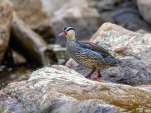 birds on the inca trail to machu picchu by andean great treks