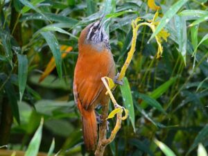 birds on the inca trail to machu picchu by andean great treks