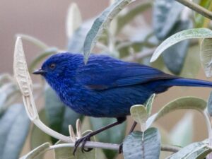 birds on the inca trail to machu picchu by andean great treks