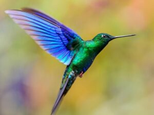 birds on the inca trail to machu picchu by andean great treks