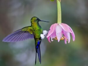 birds on the inca trail to machu picchu by andean great treks