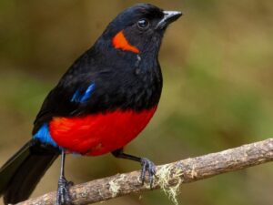 birds on the inca trail to machu picchu by andean great treks