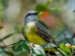 birds on the inca trail to machu picchu by andean great treks