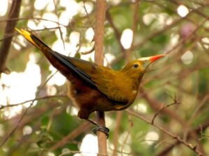 birds on the inca trail to machu picchu by andean great treks