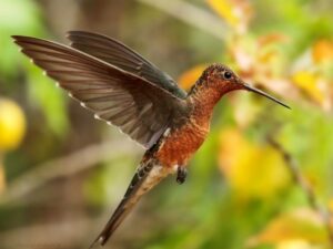birds on the inca trail to machu picchu by andean great treks