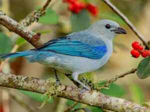birds on the inca trail to machu picchu by andean great treks