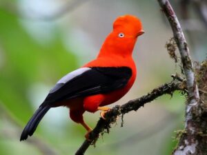 birds on the inca trail to machu picchu by andean great treks
