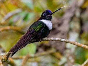 birds on the inca trail to machu picchu by andean great treks