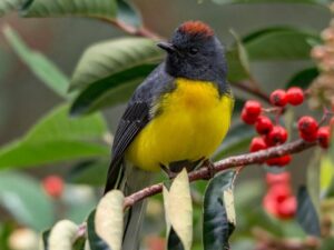 birds on the inca trail to machu picchu by andean great treks