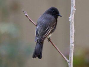 birds on the inca trail to machu picchu by andean great treks