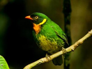 birds on the inca trail to machu picchu by andean great treks
