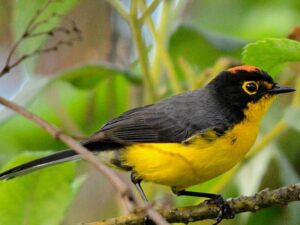 birds on the inca trail to machu picchu by andean great treks