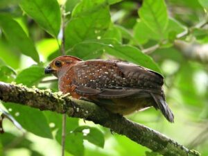 birds on the inca trail to machu picchu by andean great treks