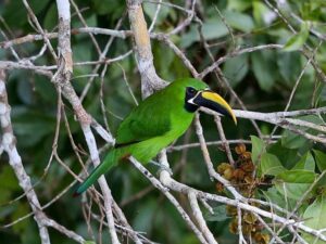birds on the inca trail to machu picchu by andean great treks