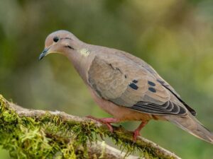 birds on the inca trail to machu picchu by andean great treks