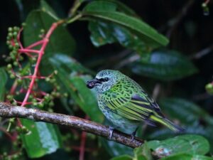 birds on the inca trail to machu picchu by andean great treks