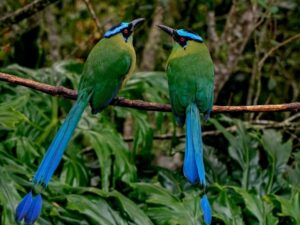 birds on the inca trail to machu picchu by andean great treks