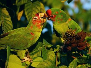 birds on the inca trail to machu picchu by andean great treks