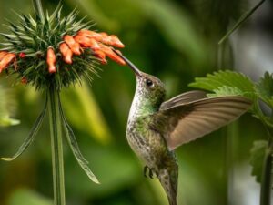 birds on the inca trail to machu picchu by andean great treks