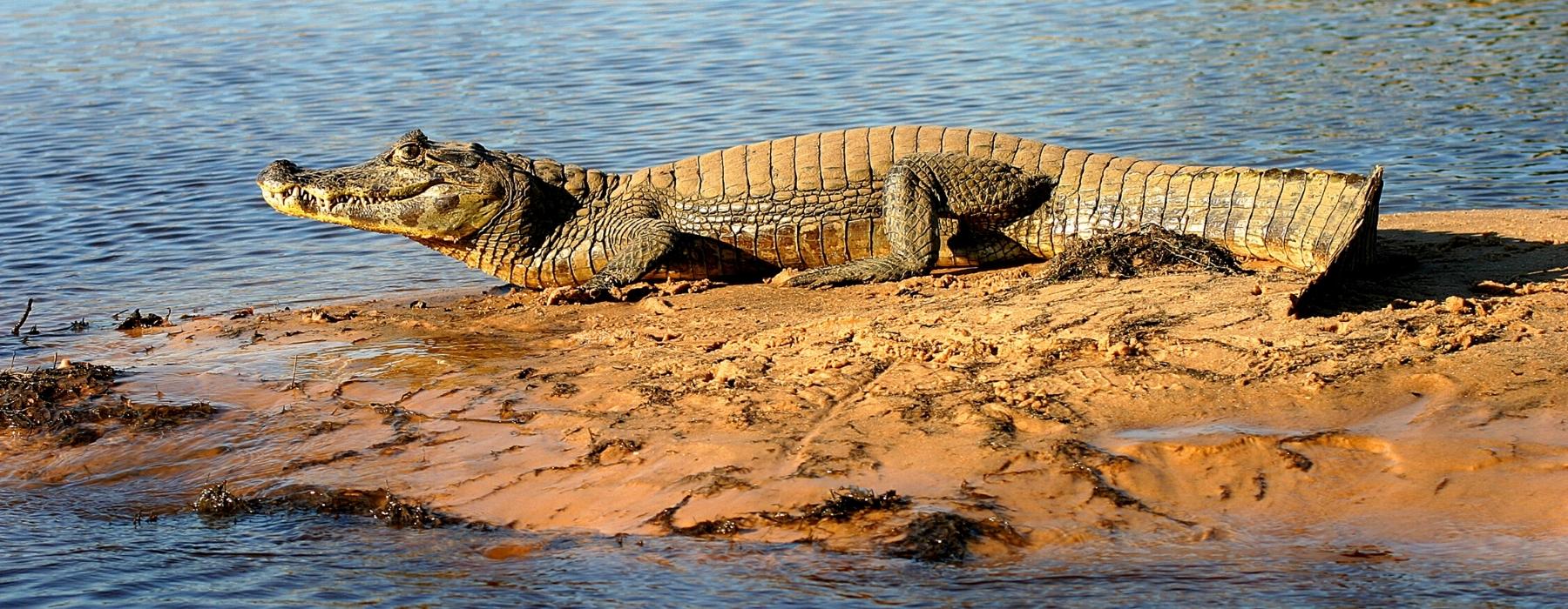 ANIMAUX DE LA FORÊT AMAZONIENNE DE MANU À REPÉRER DANS LA NATURE