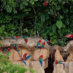 recommendations of Tour to Manu National Park 4 Days