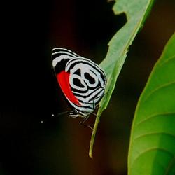 recommendations of Manu Jungle Tour 3 Giorni