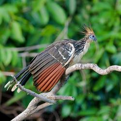 recommendations of Manu Jungle Trip 4 Days