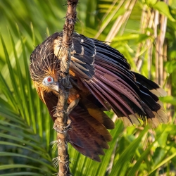 recommendations of Authentic Experience in the jungle! (4D/3N)