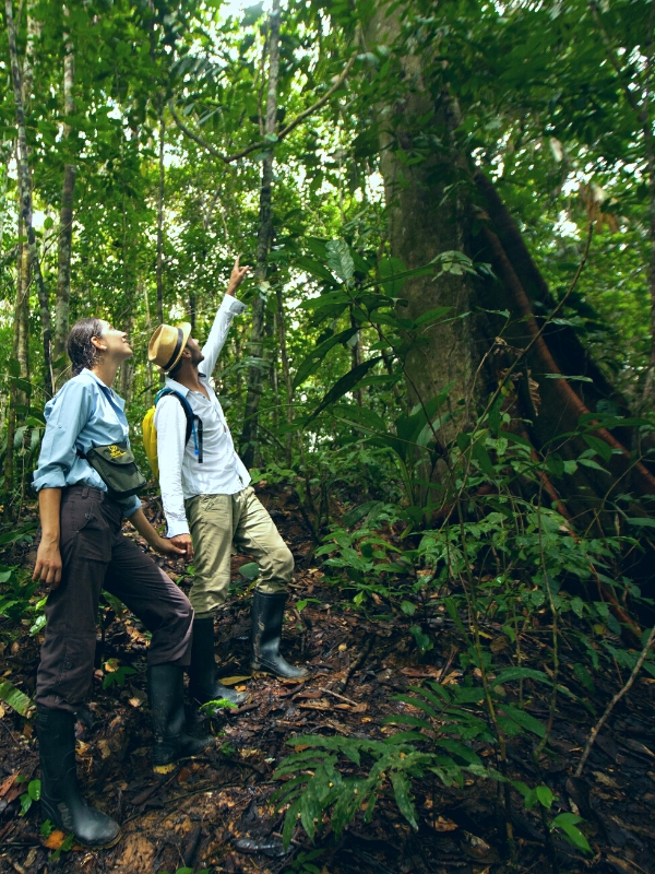 WARUM DES PERUANISCHEN AMAZONAS REGENWALD BESUCHEN