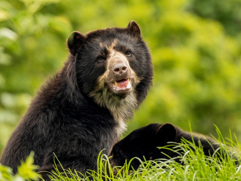 Faune étonnante