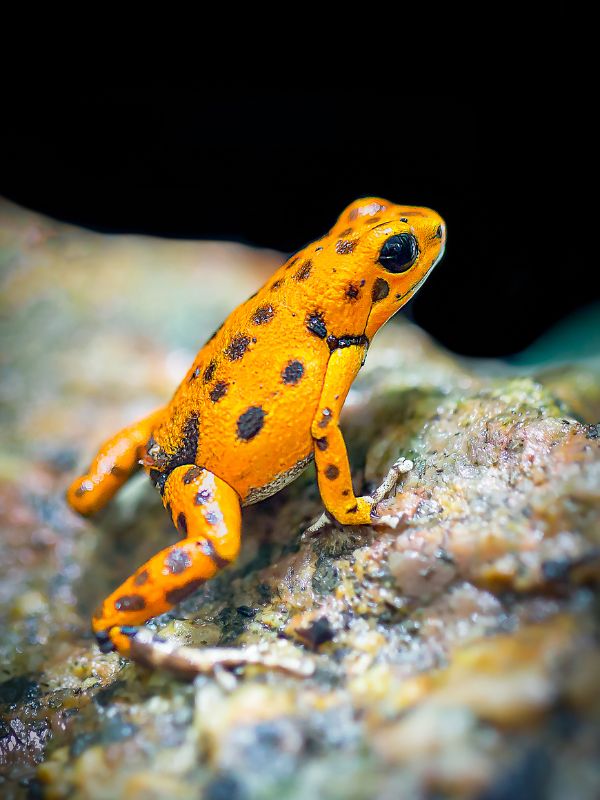12 INTERESTING POISON DART FROGS FACTS