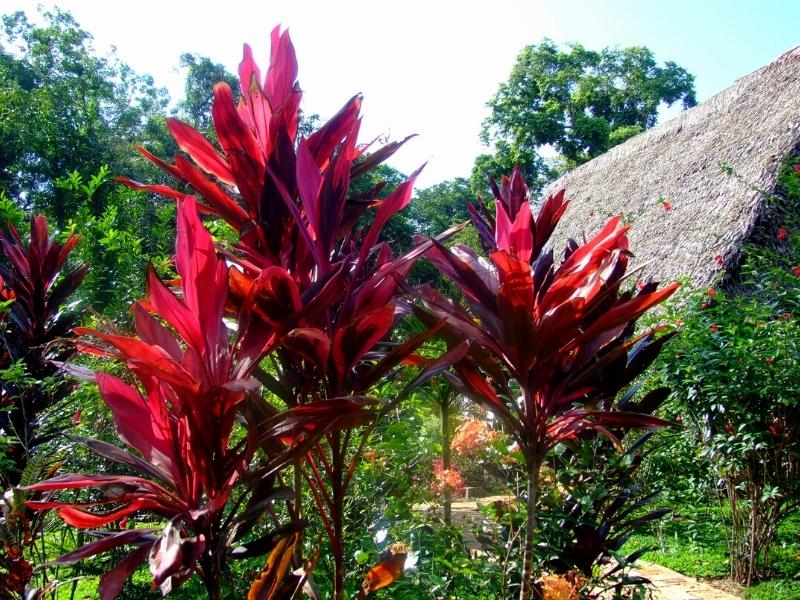 INTERPRETACIÓN DE TUS VISIONES DE AYAHUASCA – BAÑO ESPIRITUAL FLORAL
