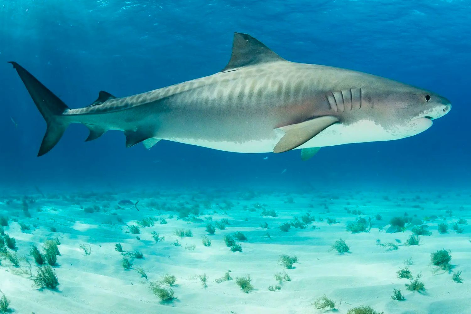 8. Bull Shark (Carcharhinus leucas)