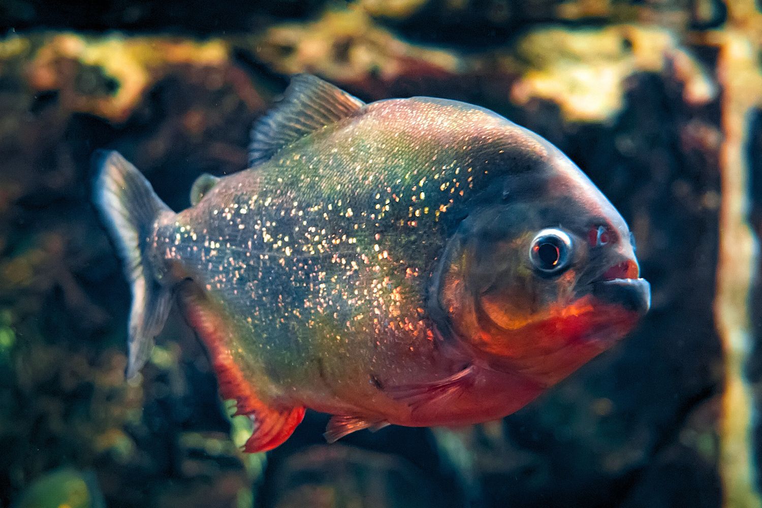 4. Piranha à ventre rouge (Pygocentrus nattereri)